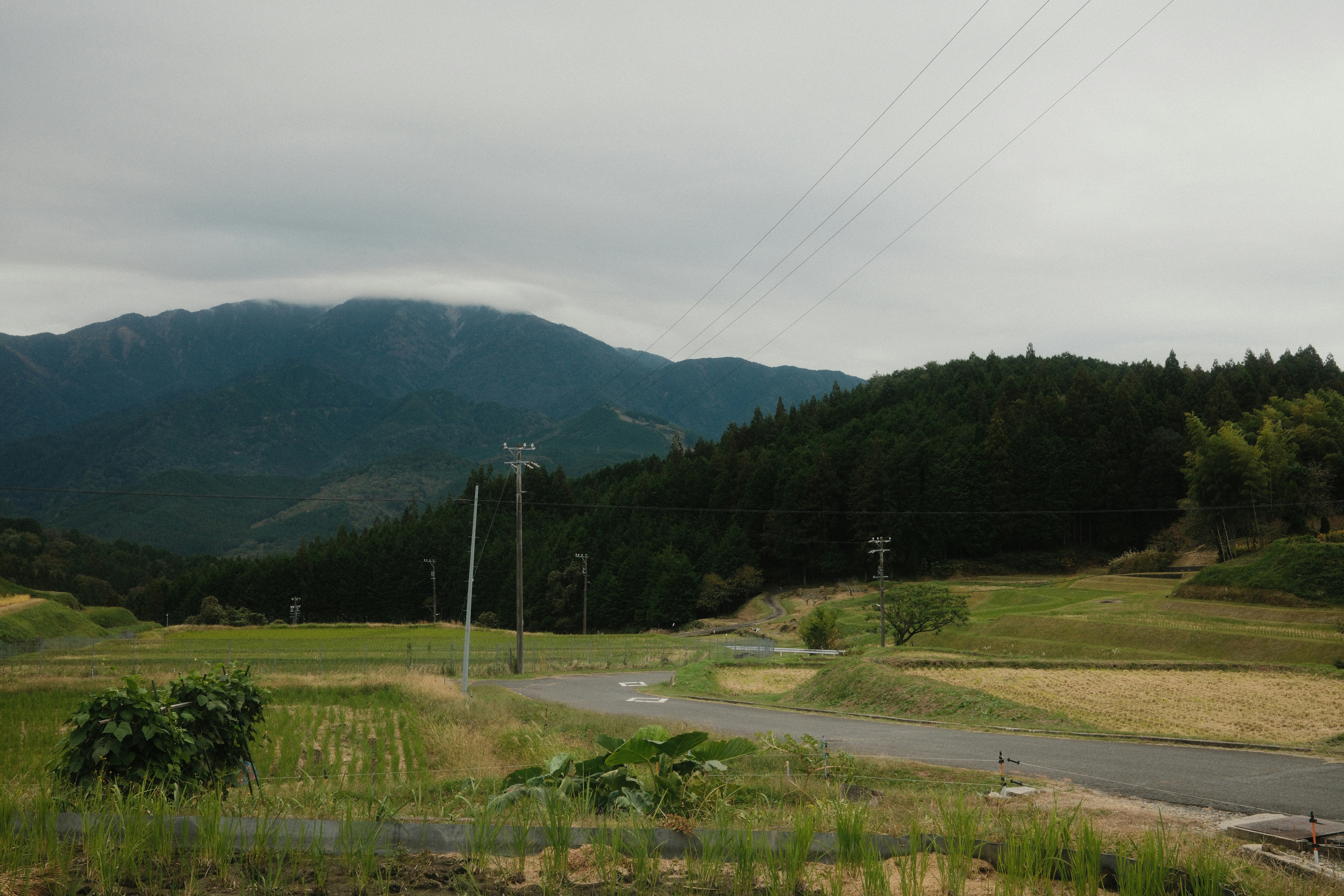 奥入瀬渓流:東北の隠れた渓谷美